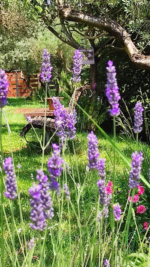 B&B La Casina Di Iris アレッツォ エクステリア 写真